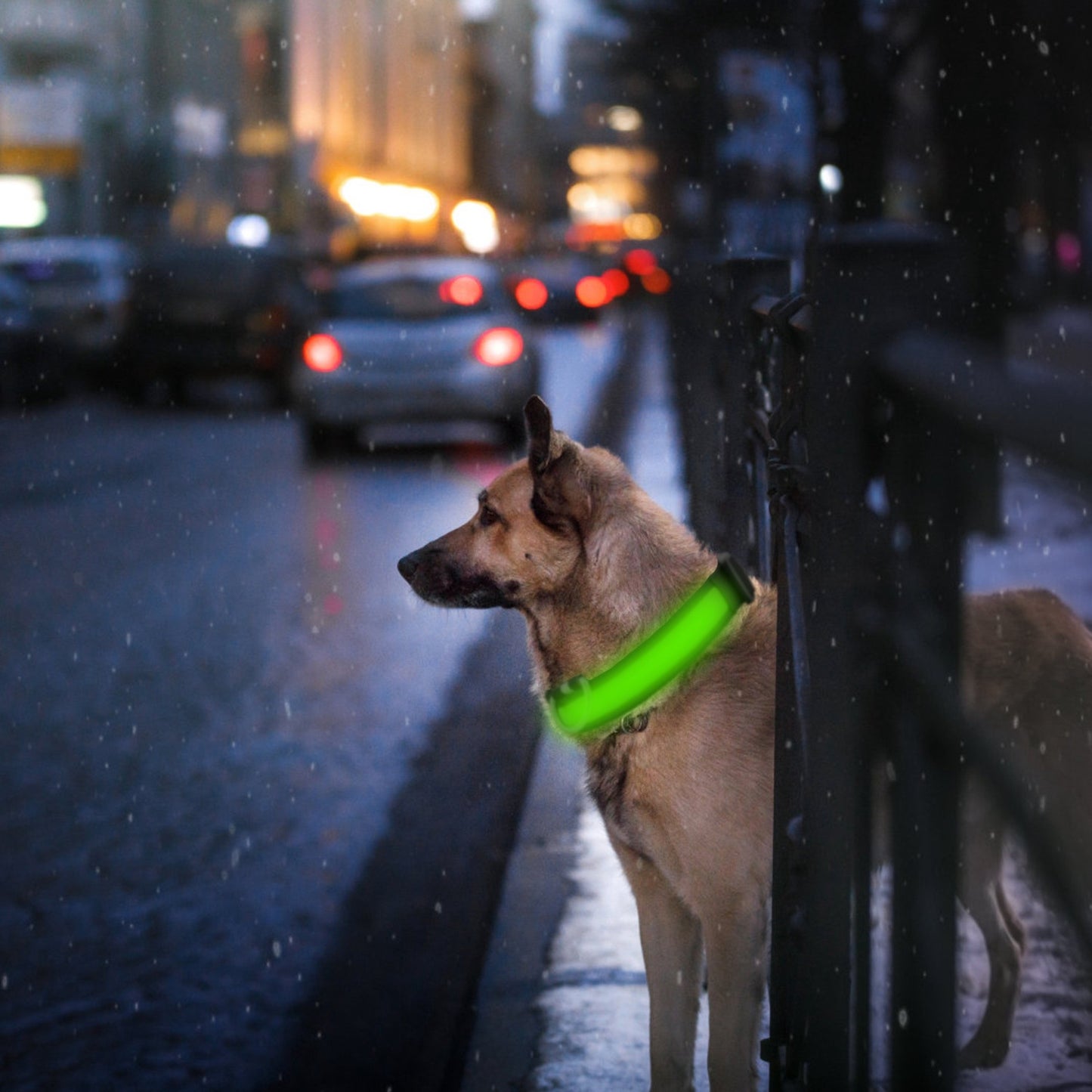 Dog Collar LED Flashing