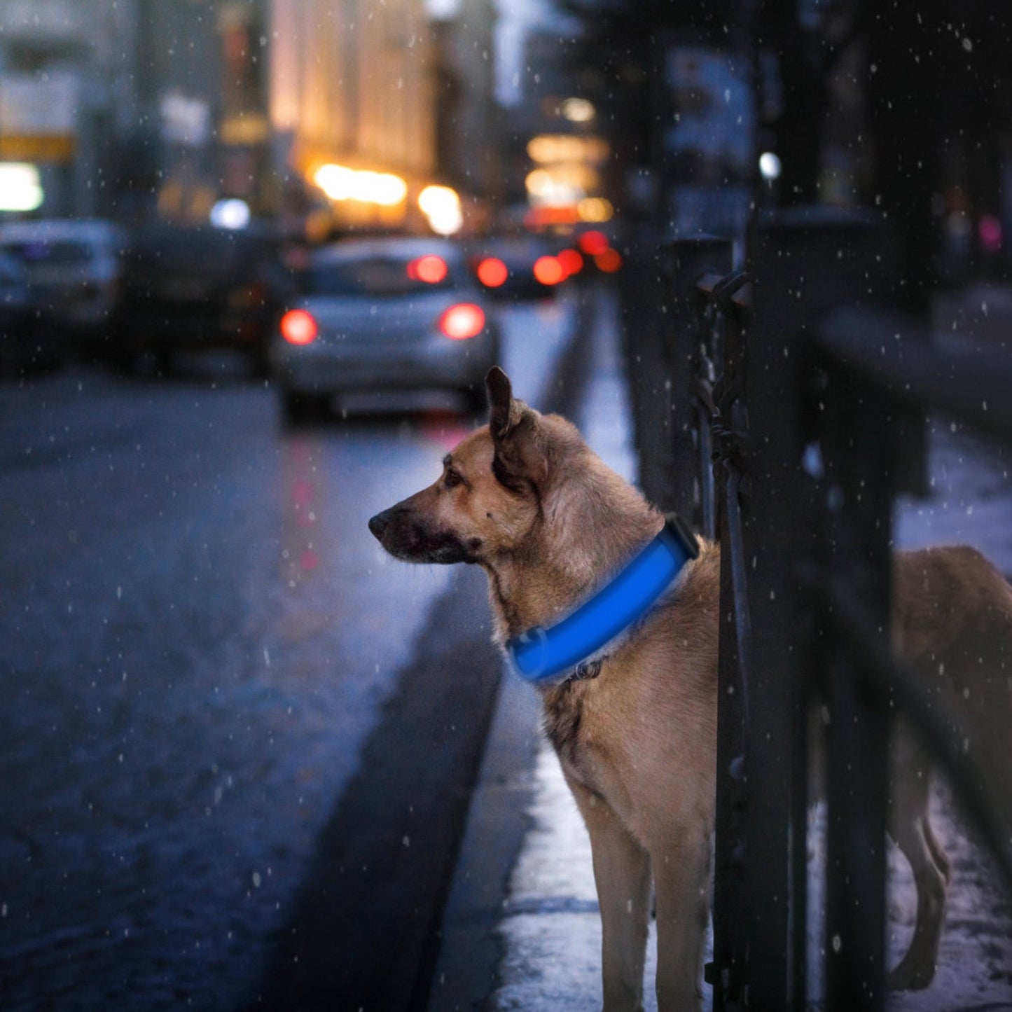 Dog Collar LED Flashing