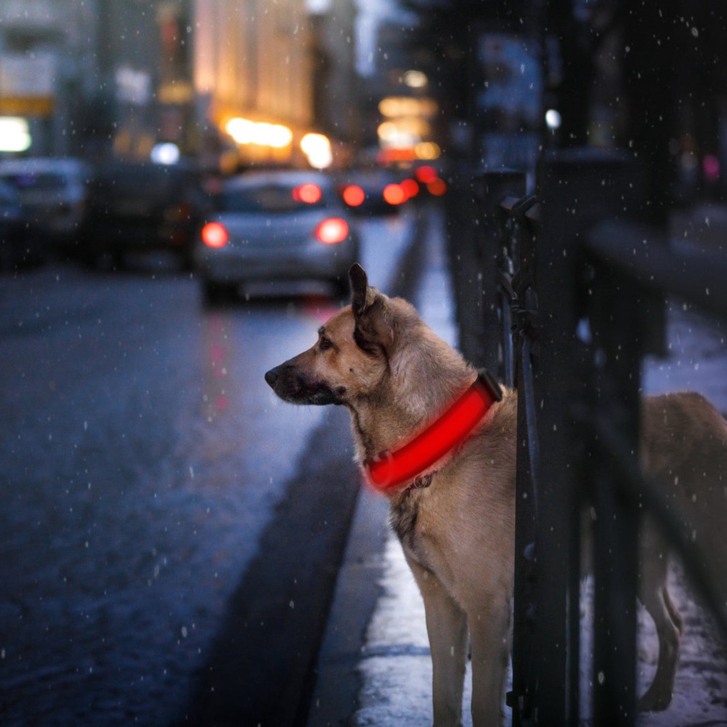 Dog Collar LED Flashing